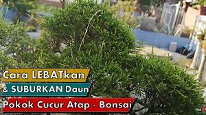 Bonsai cucur atap has 5,353 members. Cara Lebatkan Daun Pokok Cucur Atap Untuk Buat Bonsai Youtube
