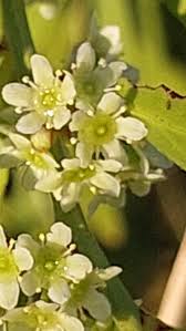 Image result for Gymnosporia buchananii