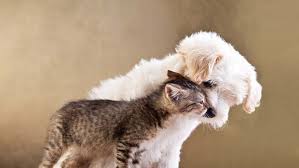 Generally, cat food contains more protein and fat than dog food, which is why dogs will readily eat cat food, as it just tastes better. Can Dogs Eat Cat Food Will It Make My Cat Sick