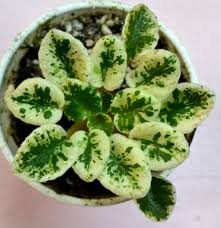 Please add me to your list of favorite sellers and visit often. Shy Blue Semi Miniature African Violet Plant Baby Violets African Violets