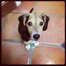 677 120th ave ne, bellevue wa 98005 | phone: Family Pet Animal Hospital 37 Photos 186 Reviews Veterinarians 1401 W Webster Ave Depaul Chicago Il Phone Number