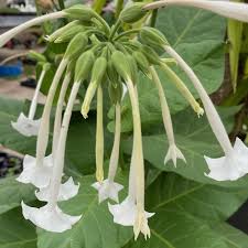 Check spelling or type a new query. Nicotiana Sylvestris Only The Lonely Night Scented Calamazag Plant Nursery