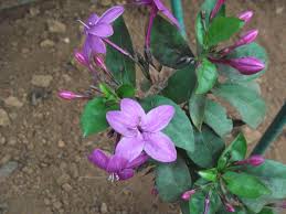 Image result for Eranthemum laxiflorum