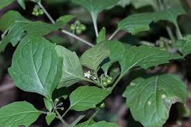 Image result for Solanum aculeatissimum