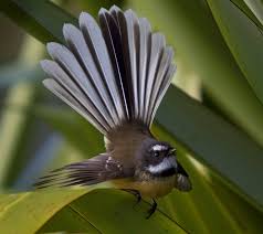 Small Brown Bird With No Tail Feathers New Zealand Fantail Beaux Oiseaux Photo Animaux Faune Et Flore