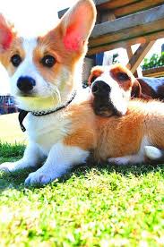 They have been introduced slowly to different life experiences. Goldie Jackson Pembroke Welsh Corgi Puppies Corgi Corgi Dog