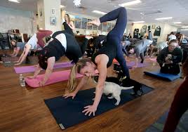 Yoga lab, votre studio de yoga vinyasa à plainpalais, genève. Puppy Yoga At This N J Brewery Is Every Bit As Adorable As It Sounds And It Raised Money For Rescue Groups Nj Com
