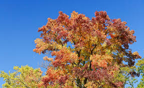 But by early october, the tree is a forest standout with its glossy red leaves glistening in the autumn sun. Easy Care For Sweet Gum Trees In St Louis Jackson Tree Service Llc