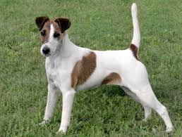 Image result for foxteriér hladkosrstý