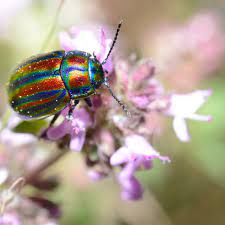 We did not find results for: Why Beetles Are The Most Important Organisms On The Planet Insects The Guardian