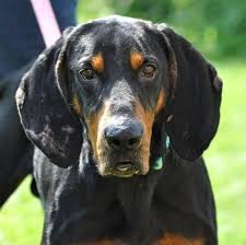 American Black And Tan Coonhound Rescue Inc Adopt Stormy Sponsored On Coonhound Dog Adoption Dogs