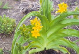 Image result for Hypoxis angustifolia