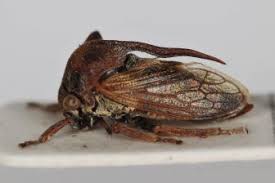 Image result for Oxyrhachis