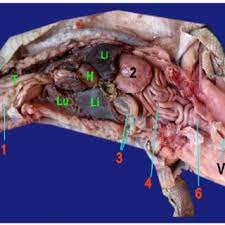 Photograph Showing The Gastrointestinal Tract Of Crocodile Download Scientific Diagram