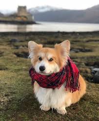 Pin By Ilba Can On Ae Corgi Dog Cute Corgi Corgi