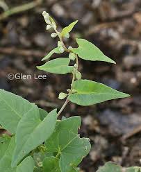 Image result for Fallopia