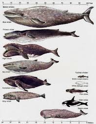 Interesting Whale Facts Baleen Whales Types Of Whales