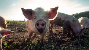 Information about the african swine fever that is happening around the philippines. It S Here African Swine Fever Hits Philippines Agriculture Department Says Coconuts Manila