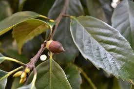 アラカシ 粗樫 庭木図鑑 植木ペディア