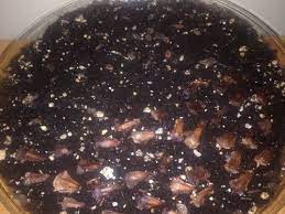 Monkey puzzle jurasic tree 30 fresh seeds, araucaria from patagonia. Germinating Araucaria Seed