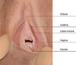 Si on introduit un doigt dans le vagin, l'hymen (normalement, sauf bien sur si l'on est brusque) ne se déchire pas. Hymenoplastie Chirurgie Hymen
