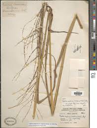 Image result for Digitaria diagonalis