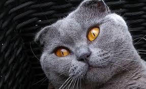 Bazi Kedi Cinslerine Yasak