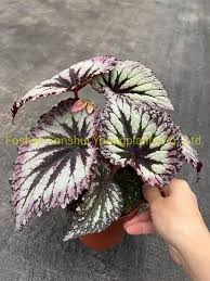 Image result for Begoniaceae