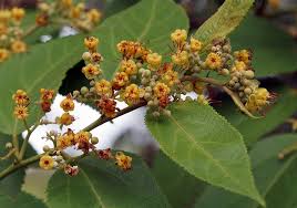 Image result for Guazuma