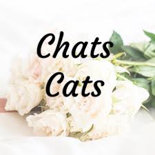 Chats Cats Mobilier Pour Chat Idee De Decoration Maison Chat