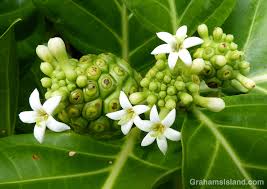 Image result for Morinda