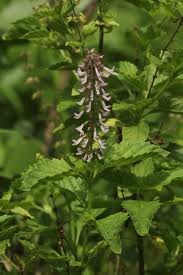 Image result for Orthosiphon thymiflorus