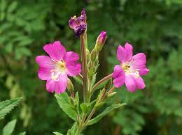 Image result for Epilobium hirsutum