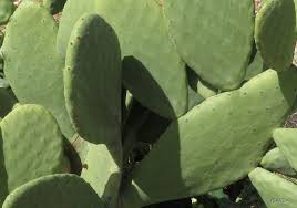 Opuntia, also known as nopales or paddle cactus (see below), is a genus in the cactus family, cactaceae. Opuntia Ficus Indica Tropical Forages