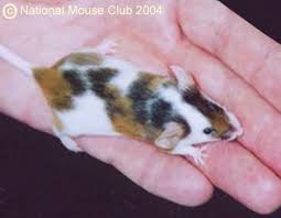 Pin On Cutie Animals
