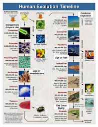 Human Evolution Timeline