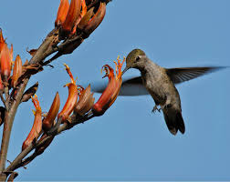 Check spelling or type a new query. Digital Maps Of Distribution Of Five Pollinator Species Natureserve