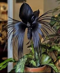 Image result for Rangaeris muscicola