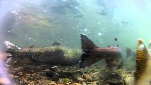It's poorly designed, he said. Salmon Swimming Upstream Youtube