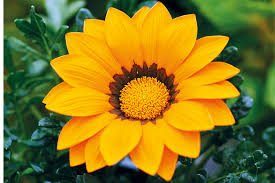 Image result for Hirpicium gazanioides