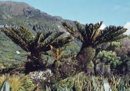 Image result for Vittaria reekmansii