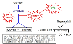 Hello,you are in right place to know about the reaction. Respiration