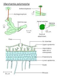 We did not find results for: Liverworts