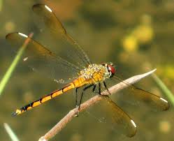 Black And Yellow Dragonfly Canada Golden Yellow Dragonfly With Brown Eyes And Black Stripe Four Spotted Pennant Brachymesia Gravida Bugguide Net