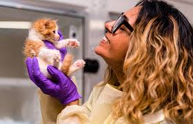 Browse for kittens for adoption near me, then find your best friend here at the persian kittens. Kitten Nursery In Soho In Nyc Best Friends Animal Society