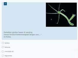 Check spelling or type a new query. Perhatikan Gambar Hewan Di Samping Hewan Tersebut Berkembangbiak Dengan Cara Brainly Co Id