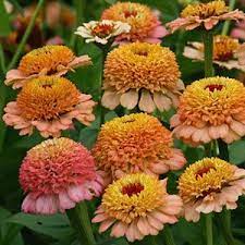 Peppermint Stick Mix Zinnia Seeds Annual Flowers Zinnia Flowers Zinnia Elegans