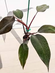 Sets in the java collection framework for this week's lab, you will use two of the classes in the java collection framework: Philodendron Bloody Mary Actual Plant Kens Philodendrons