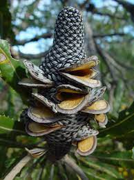 Dried Banksia Flowers Australian Native Flowers Australian Flowers Unusual Plants