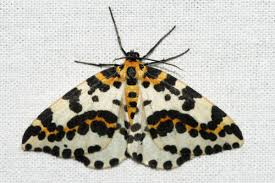 Image result for Entephria byssata